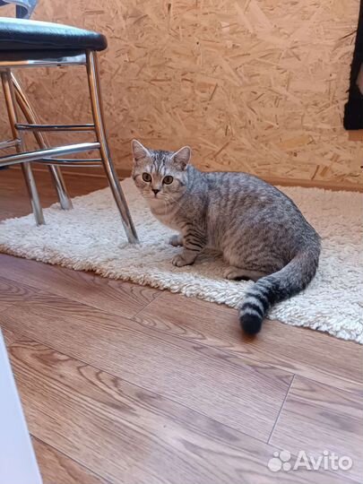 Британские кот