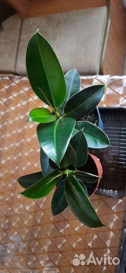 Фикус каучуконосный Эластика