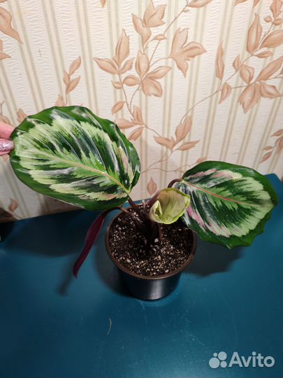 Калатея медальон