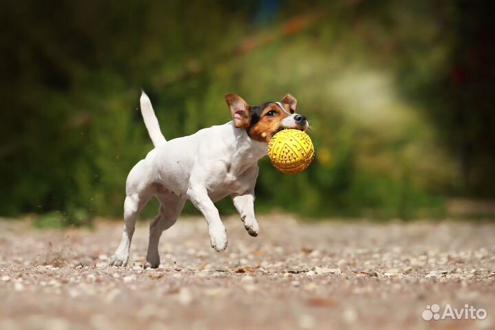 Индивидуальная домашняя передержка для собак