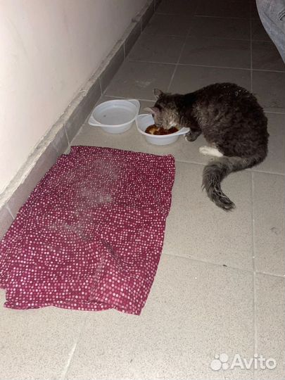 Отдам котенка в добрые руки