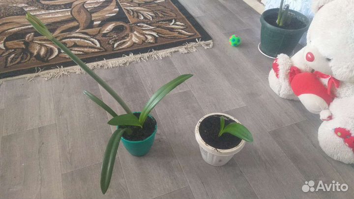 Комнатные цветы