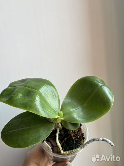 Орхидея Phal. Summer Dance queen ‘flame’