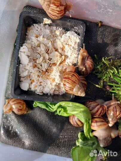 Товары для улиток