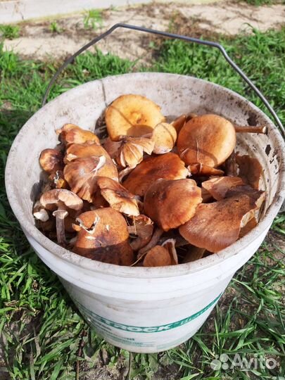 Грибы опята