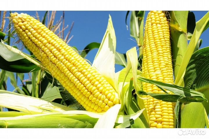 Гибриды семена кукурузы Делитоп (Сингента)