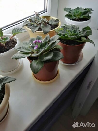 Комнатные цветы панданус