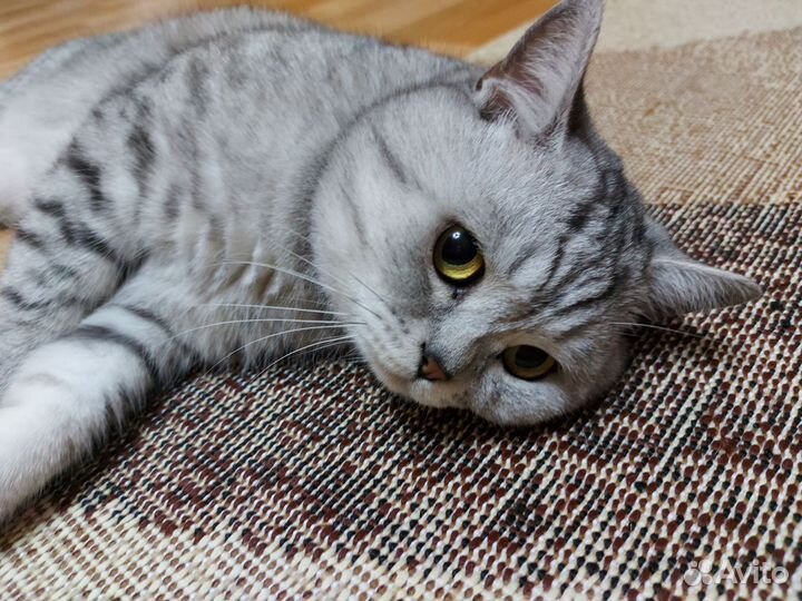 Котик шотландец для вязки