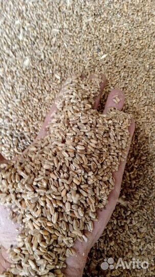 Зерно фураж. пшеница. Горох