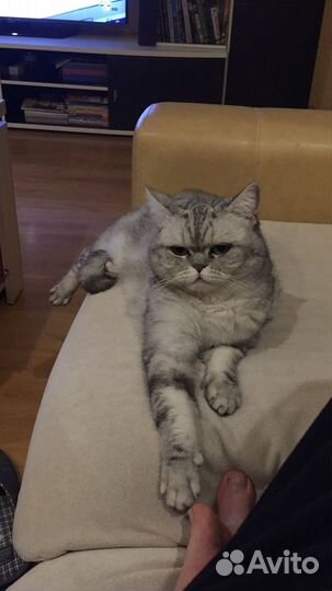 Отдам кошку в добрые руки