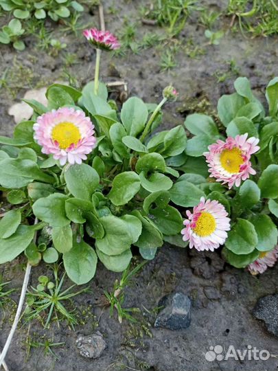 Маргаритки