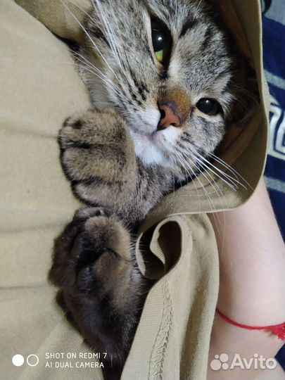 Кошка в добрые руки