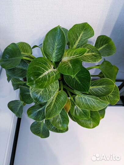 Филодендрон биркин
