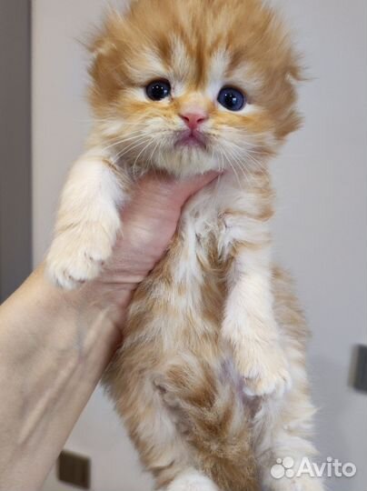 Шотландский вислоухий котик