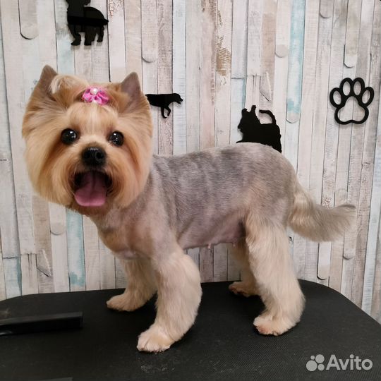 Стрижка собак и кошек,тримминг, московский р-н