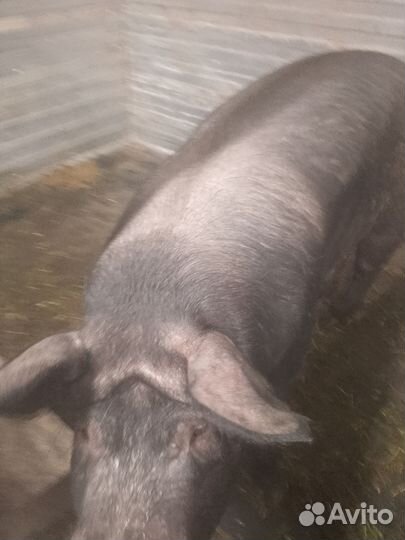 Хряк кастрированный на мясо