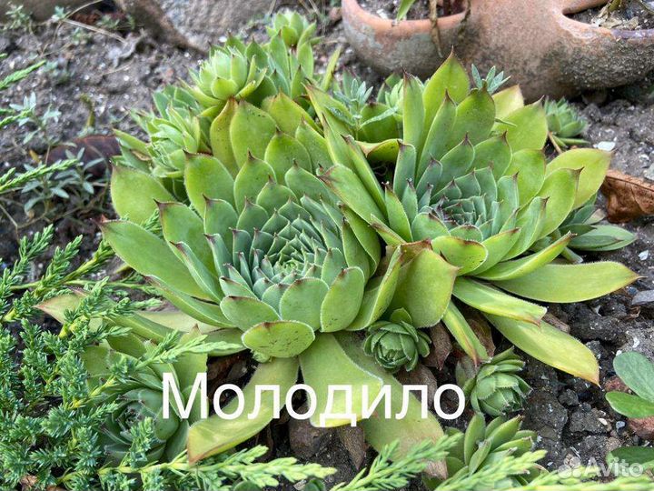 Комнатные цветы