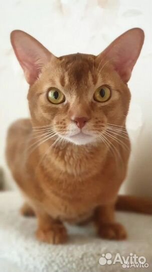 Абиссинский кот вязка