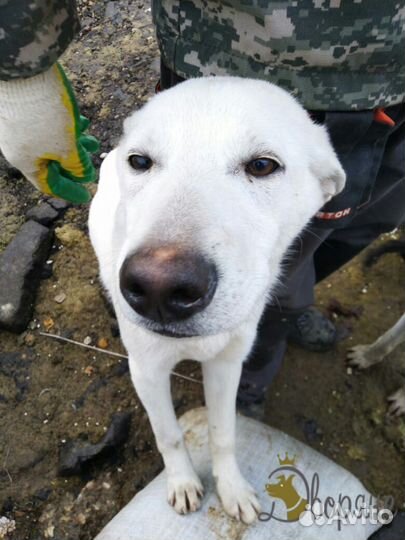 Послушный Ной для самых лучших родителей