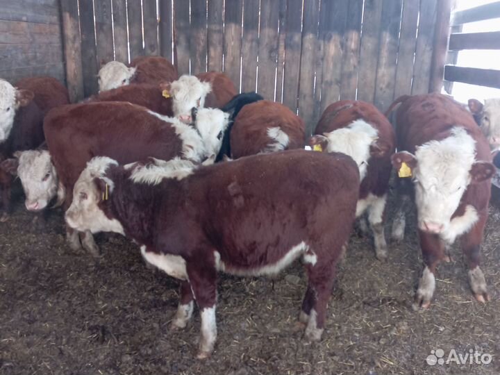 Герефорд телята