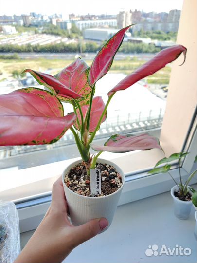 Аглаонема пинк стар / сан стар