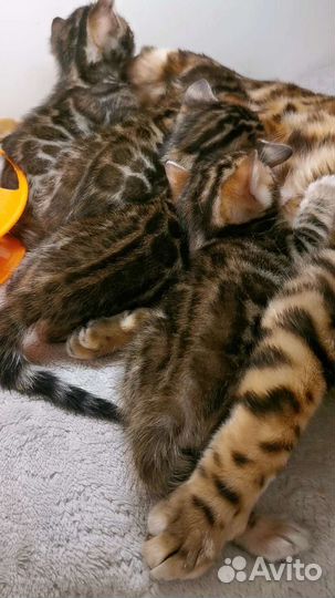 Бенгальская