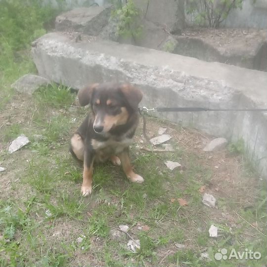 Щеночек в добрые ручки