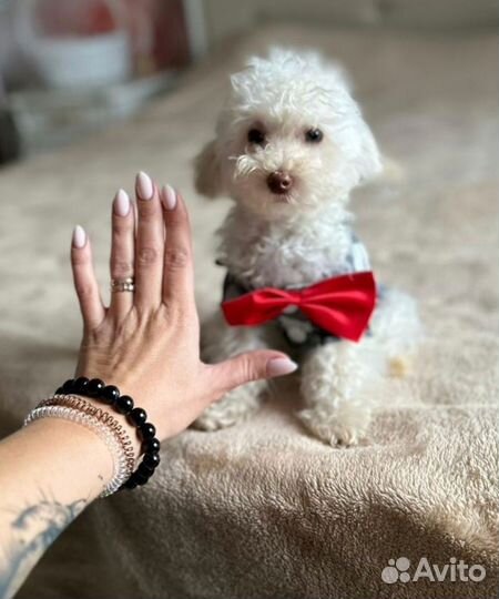 Микро мальчик мальтипу