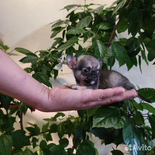 Чихуахуа мини