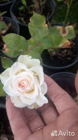 Саженцы роз зрк в горшках