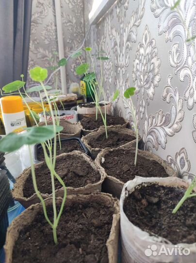 Рассада цветов