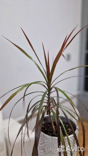 Драцена маргината