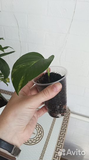 Сциндапсус