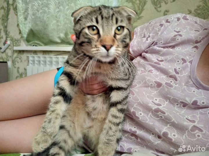 Котенок в добрые руки