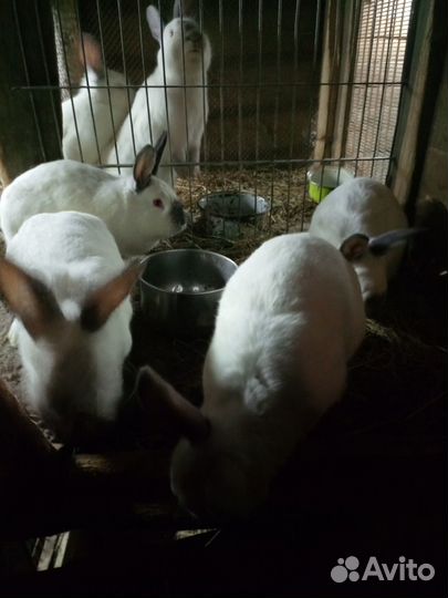 Продам кроликов калифорнийских