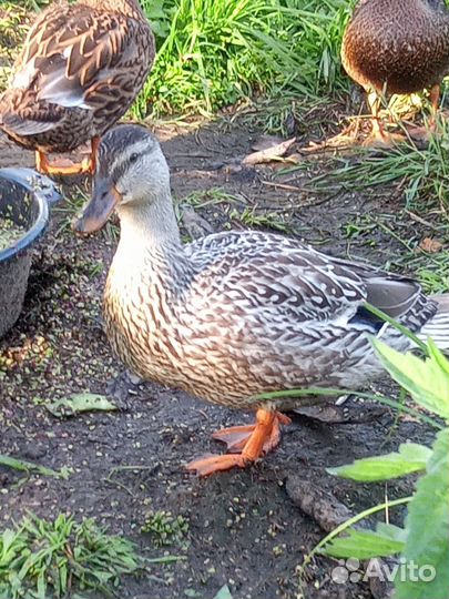 Подсадные утки