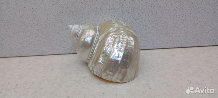 Турбо перламутровый 8,5*1 морская ракушка