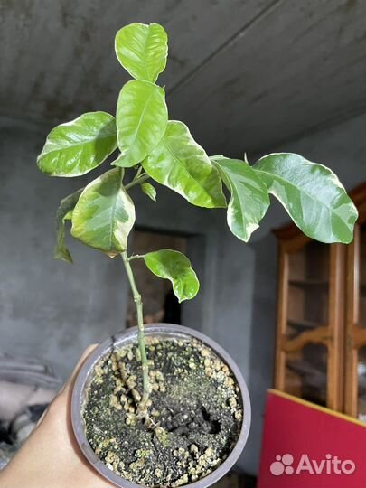 Лимон Пинк Эврика