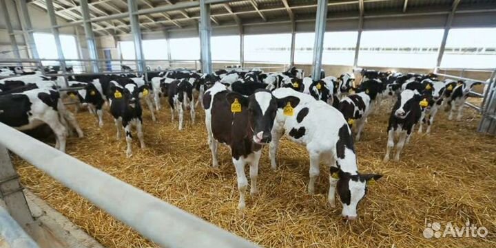 Холмогоры Голштины Бычки Тёлки