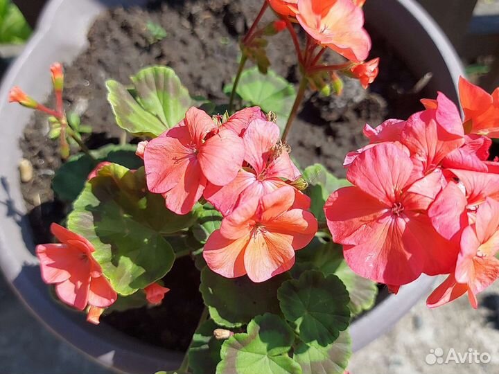 Пеларгония герань, декабрист