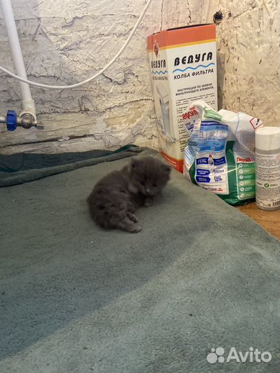 Отдам котенка в добрые руки