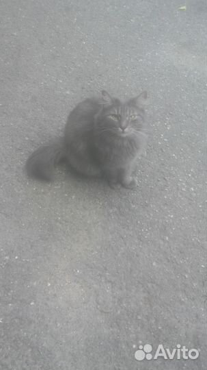 Потерялась кошка