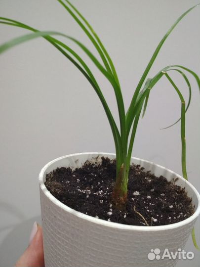 Комнатные растения:Пилея,пеперомия,эсхинан,нолина