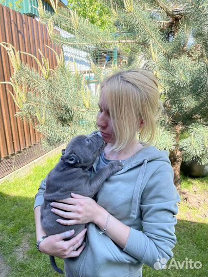 Американские булли щенки покет