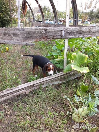 Продаются щенки финской гончей