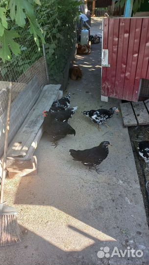 Куры несушки