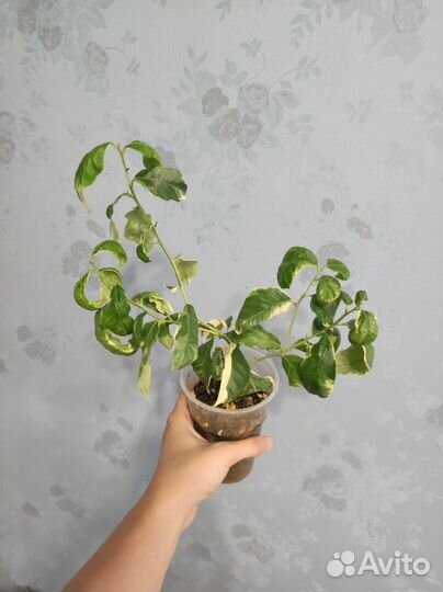 Лимон вариегатный