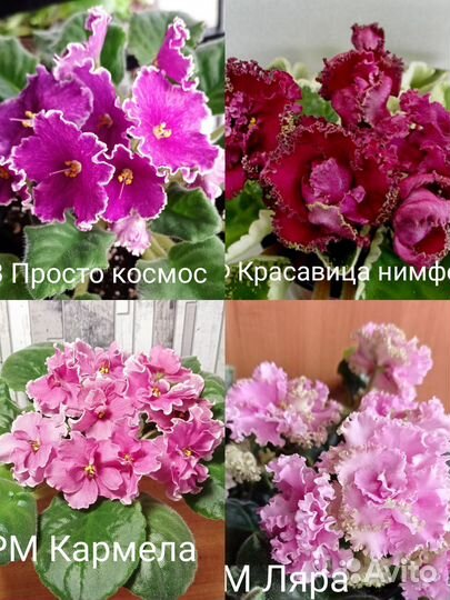 Фиалки сортовые, укоренённые листы, от 25 р