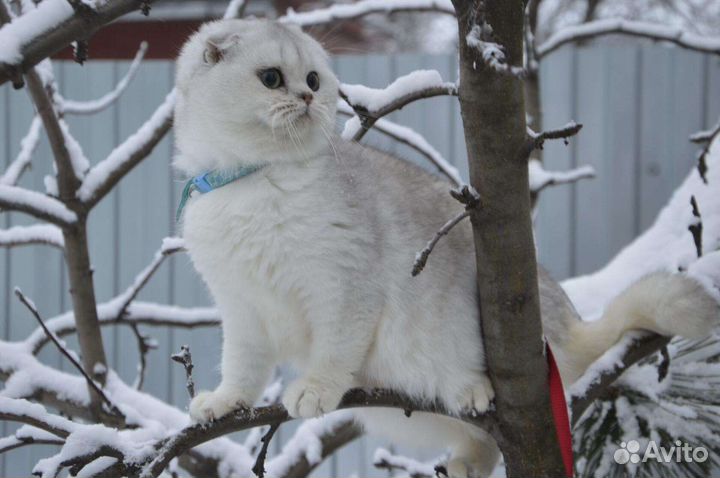 Шотландская кошечка