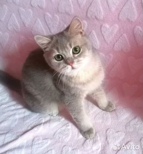 Нежные британчики